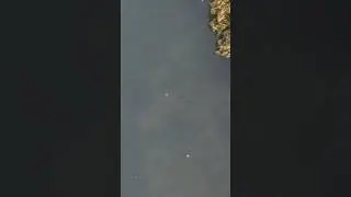 School of fish chases and eats my lure!?! #fishing #shorts