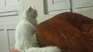 Today New Funny Prank with Anar Kali Cat 🤣 | Cat Funny | Cats videos