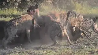 Гиена охота видео