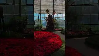 Вьетнам. Нячанг. Остров Vinpearl на котором есть всё. Дендрарий. Розовый сад