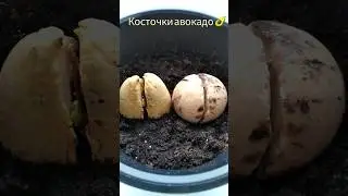 Авокадо 🥑 косточки.     #авокадоизкосточки #авокадо #растениянаподоконнике #shorts