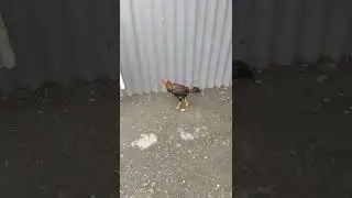 лечение бойцового петуха