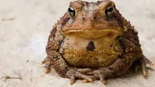что такое жабья порча🐸 как снять - см.комментарии