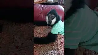 бодрое и громкое утро от Энрике (песни гиббона🐒😉) #monkey#животные #petmonkey#обезьяна#зоо #animals
