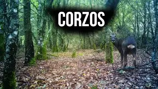 Corzos en Galicia