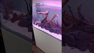 Перезапуск