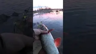 Язззззь на кукурузу🎣🐬#sorts #fishing#fish