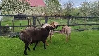 Производители Гиссары