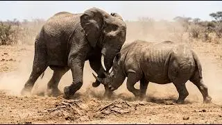Elephant vs Rhino: Head-On Collision in the Wild | AI Wildlife
