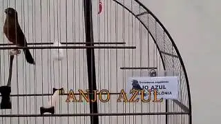 CURIÓ ANJO AZUL - UM DE NOSSOS GALADORES - CANTO PRAIA CLÁSSICO