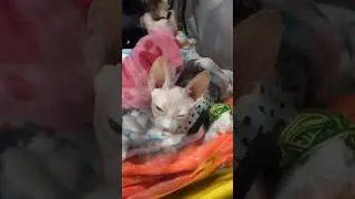 #київ