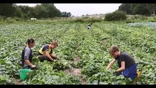 [Cornichons Français] Episode 3 : La récolte du cornichon
