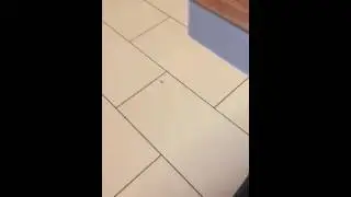 Таракан в Бургер Кинге на Новом Арбате
