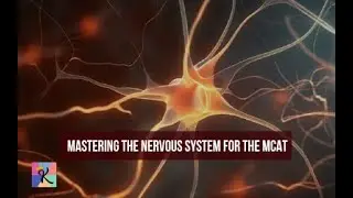 Mastering the Nervous System for the MCAT