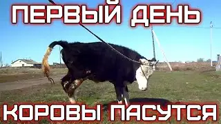 Первый день - коровы пасутся