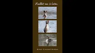 Great Crested Grebe Courtship Dance