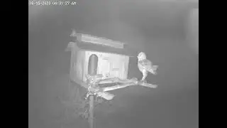#OwletMin Practicing Flying then Takes Off.  Owl Box OSC - 6/15/23 - 4:31 am