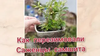 Укоренённые черенки самшита  3 мая 2024г
