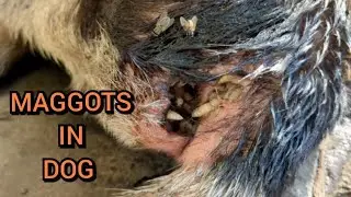 I thought he was dead....not moving, maggots in dog | Stray Animals Buddy