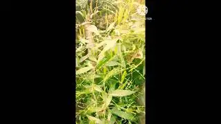 Chirayata plant 