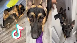 VIRAL German Shepherds Tiktok Compilation