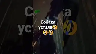 короче говоря собака устала