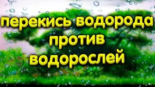 Перекись водорода против водорослей в аквариуме. Дозировки.