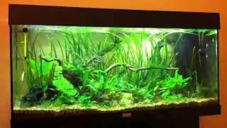 Penguin tetras schooling