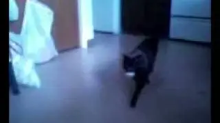 Playing fetch with Gabryel