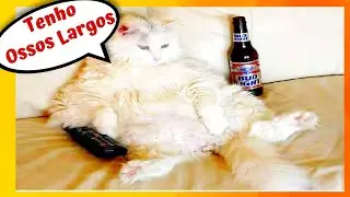 Gatos ⭐Gordos Gordinhos ou Fofinhos ⭐São Sempre os Gatos Mais Engraçados