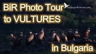Vultures Photo Tour from Hide, in Bulgaria