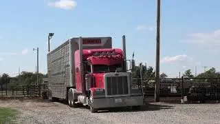 Relocating cattle