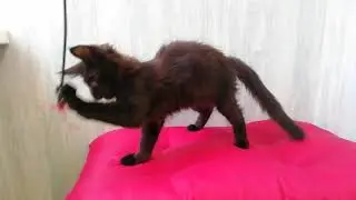 Черный солид (n), кот Мейн-кун 3 мес 1 неделя