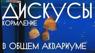 Дискусы. Кормление в общем аквариуме.