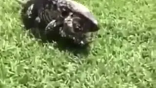 KOMODO EJDERİ SALDIRIYOR !