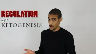 Ketone bodies Regulation شرح بالعربي