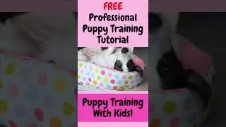 Puppy Training with Kids #shorts #puppytraining #puppytrainingtips #puppytraining101