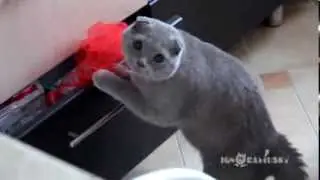 Gotcha - (Попался!)