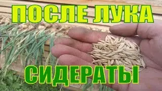 ЛУК ОТ ПОСАДКИ ДО УБОРКИ/УБРАЛ ЛУК,ПОСЕЯЛ СИДЕРАТЫ