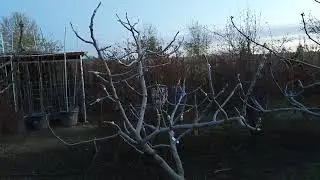 Дерево инжира с 27 сортами Multi grafted fig tree with more than 27 varieties