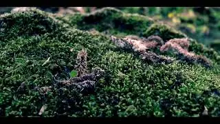 New cinematic nature video   Walking around in the woods 720p9317