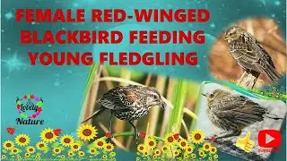 Female Red Winged Blackbird Feeding Young Fledgling1