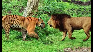 各地区的雄狮挑战拉贾的前肢Lions from all regions challenge Raja's forelimbs