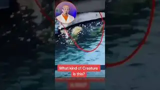 Mysterious creature found 😱