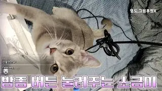 [임마초] 똑똑한 소금이