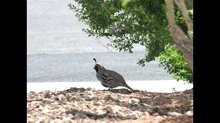 Gambel’s Quail