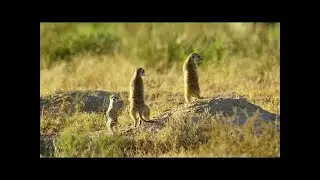 5K African Wildlife Virtual Trip to Kgalagadi Transfrontier Park, South Africa 1 Hour Video