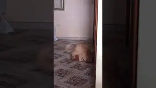 Сумасшедший кот 😁👍🏻 приколы, кошки, ржач