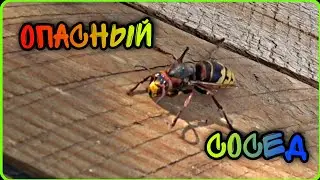 Fight or Flight? How to Deal with a Dangerous Neighbor for Bees
