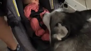 Husky Freaks Out When We Take Baby to Doctor First Time 😰